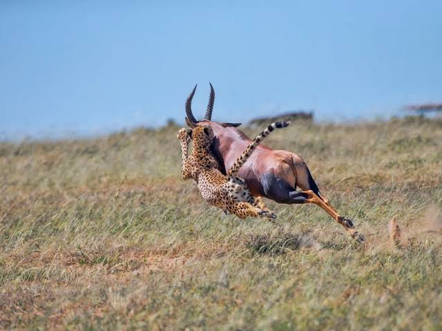 These 9 ruthless, brutal cheetah photos reveal the raw power, speed and lethal grace of Africa's fastest cat | Discover Wildlife