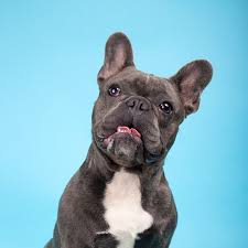 Blue tri akc bulldog photos. Rare Colors In French Bulldogs