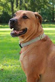 Black Mouth Cur One Of My Babies Is A Black Mouth Cur He S The Best Black Mouth Cur Black Mouth Cur Dog Black Mouth Cur Puppies