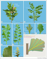 Image result for Phyllocladus