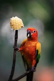 Pet Birds That Don T Fly Away Parrot Pet Birds Animals Beautiful Cute Birds