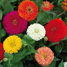 We did not find results for: Kraft Seeds Zinnia Dahlia Flowers Mix Gmo Free Plant Seeds Multicolour 1gm Amazon In Garden Outdoors