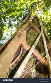 Image result for Ficus craterostoma