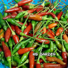 Tp kali ni, nak share 1 lagi variety yg seakan centil tp lebih pedas, iaitu bara. 100 Biji Benih Cili Padi Kampung Birds Eye Chilli Shopee Malaysia