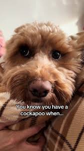 Cute Cockapoo Puppy Dress-Up like Paddington Bear