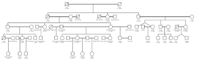 Download 720+ royalty free family tree sketch vector . Pedigree Drawing Software And The Archers Family Tree Exeter Clinical Genetics