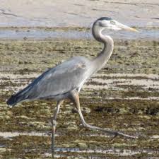 During hot, dry weather, you may have to add water 2 or 3 times a. Great Blue Herons In The Desert Arizona Daily Independent