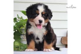 We offer ofa stud service to approved females 2 years of age or older that have had. Mason Male Bernese Mountain Dog For Sale Bernese Mountain Dog Mountain Dogs Dogs