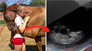 Horse Won't Stop Hugging Pregnant Woman and When Doctor Sees Her Ultrasound  He Calls 911 - YouTube