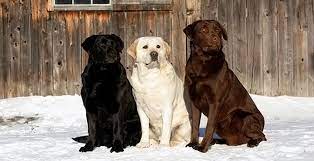 Looking for black labrador retriever puppies for sale? Labrador Rescue South Africa Pet Health Carelabrador Rescue South Africa