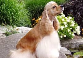Amerikan Cocker Spaniel Bikopek Com