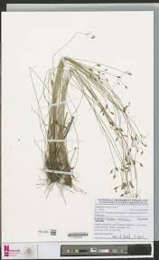 Image result for Bulbostylis hispidula