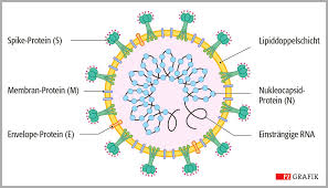 It was first identified in december 2019 in wuhan,. Stoffliche Eigenschaften Das Macht Sars Cov 2 Aus Pz Pharmazeutische Zeitung