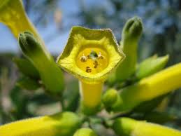 Image result for Nicotiana glauca