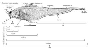 Fish Measurement Wikipedia