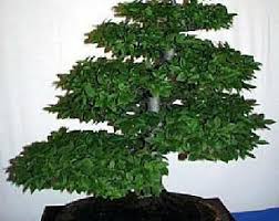 Maybe you would like to learn more about one of these? European Hornbeam Etsy