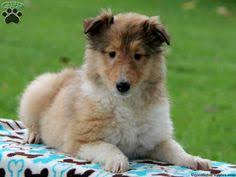 Akc proudly supports dedicated and responsible breeders. 47 Best Collie Images Collie Collie Puppies Puppies