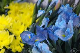 Blue is a bold color, but fortunately, with their shades ranging from purplesque to deep, rich blues, blue flowers go well with many other hues to create an interesting yet fetching bouquet. Floral Business Concept Blue Flowers Iris With Water Drops In Flower Shop For Sale On Yellow Astras Background Closeup View Moisturizing Fresh Flowers For Long Term Storage Floristry Studio Store Stock Photo Picture