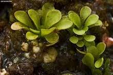 Image result for Genlisea africana