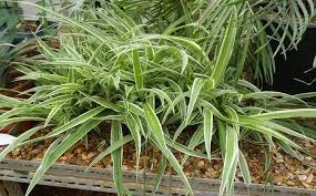 Image result for Chlorophytum sparsiflorum
