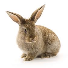 We did not find results for: Baits For Rabbits Rabbit Baits Havahart
