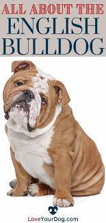 Pin On Dog Breeds