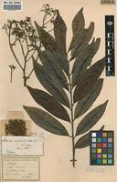 Image result for Lovoa