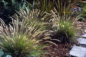 Sign up for free today! Leafy Reedgrass Softens California Gardens