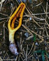 Image result for Pseudocolus schellenbergiae