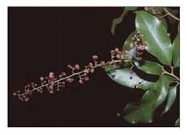 Image result for Lepisanthes senegalensis