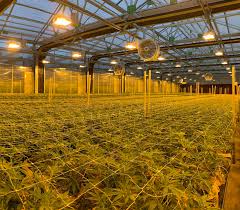 Easy to reorder · led experts · pro business accounts · fast shipping Hps Grow Lights Mh Grow Lights And Cmh Grow Lights Groadvisor