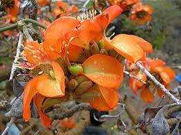 Image result for Erythrina abyssinica × lysistemon