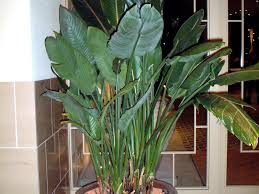 Check spelling or type a new query. Strelitzia Nicolai Strelitzia Nicolai Flower Database
