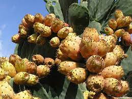 The fruit can be held with tongs, and the spines can be burned off or scrubbed, and then. Indian Fig Opuntia A Fruit And Vegetable Rolled Up Into One Plant World Of Succulents