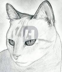 Was watching 'the cat returns' & felt like drawing some cats. Realistic Cat Drawing At Paintingvalley Com Explore Collection Of Realistic Cat Drawing