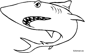 Resultado De Imagen Para Dibujos De Tiburones Animais Para Colorir Tubarao Desenho Desenhos