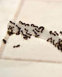 German (34.6%), norwegian (13.0%), american (4.6%), polish (4.3%), irish (4.1%), english (2.5%). 5 Tips And Tricks To Keep Ants Out Of Your House Batzner Pest Control