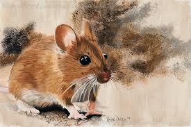 Follow these lessons and you'll have enough references in your armoury to tackle almost any animal or pet you please!some images from this. Mouse Soft Pastel Portrait On Behance