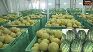 Gheorghe doja, (în maghiară makfalvai dózsa györgy, germană georg dózsa von makfalva, latină georgius dosa siculus de makfalva, slovenă juraj dóža, croată juraj doža, n. Video S Au Copt Pepenii De Gheorghe Doja Agenda IalomiÈeanÄ