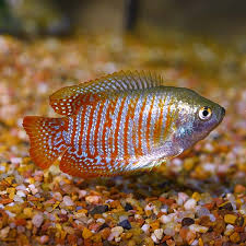 This fish is very popular breed since every variety comes in its own beautiful, iridescent distinctive colour. Dwarf Gourami Labyrinth Fish Tropical Fish For Freshwater Aquariums