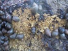 Als purpurschnecke bezeichnet man verschiedene marine schnecken aus der familie der stachelschnecken , aus deren sekret einer drüse in der mantelhöhle purpurfarbstoff gewonnen werden kann. Nordische Purpurschnecke Wikipedia