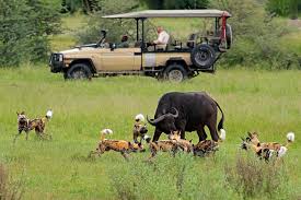 We did not find results for: Okavango Game Drive In Moremi Game Reserve Kated