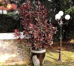 Image result for Synadenium cupulare