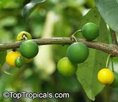 Image result for Garcinia pachyclada