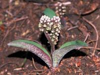 Image result for Equilabium laxiflorum