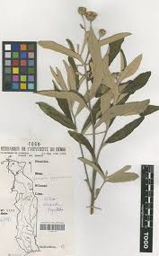 Image result for Vernonia guineensis