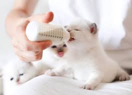 What do kittens eat besides milk? 6 Tips For Safely Bottle Feeding Kittens Petmd