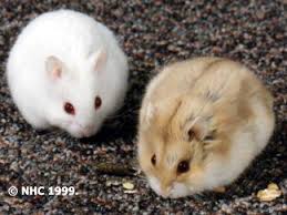 We did not find results for: Campbell S Russian Hamster