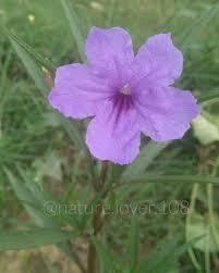 Ruellia Simplex The Mexican Petunia Mexican Bluebell Or Britton S Wild Petunia Petunias Invasive Plants Planting Flowers
