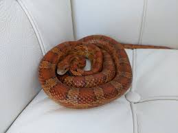 About 0% of these are handbags. Corn Snake Wikipedia